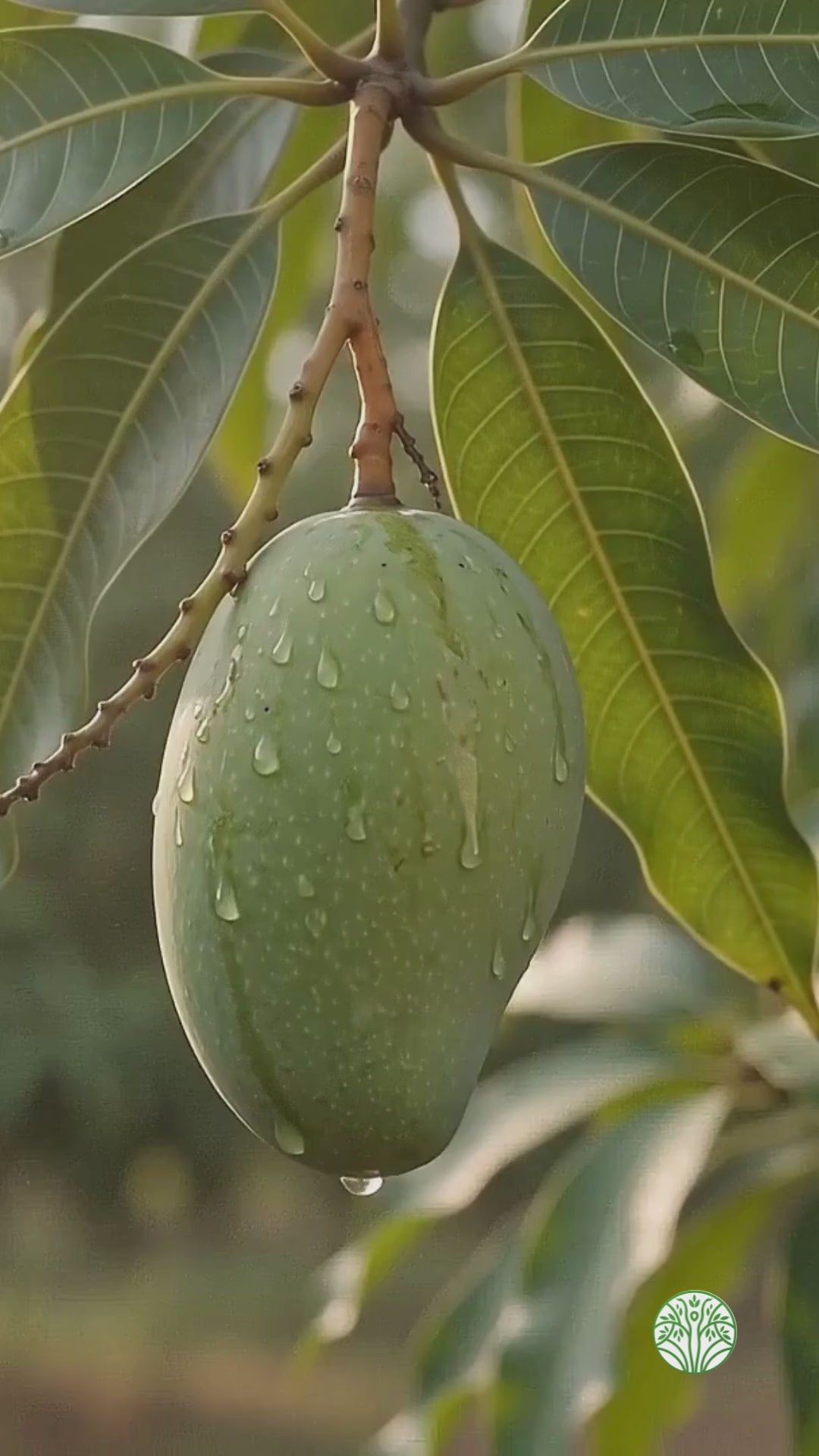 KANNI MANGAI SALTED (SALTED TENDER MANGO)