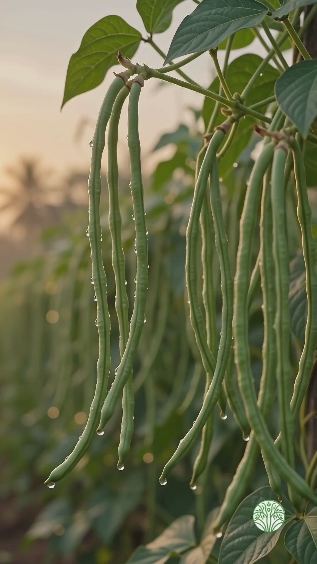PAYARU VATHAL (SUN DRIED SNAKE BEANS / PAYARU KONDATTOM / THATTA PAYARU VATHAL)